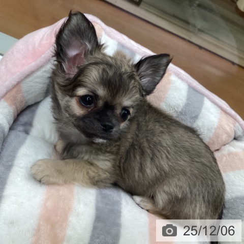 福岡県のチワワ(ロング) (ペットプラス 黒崎店/2025年9月17日生まれ/女の子/フォーン)の子犬の3枚目の画像