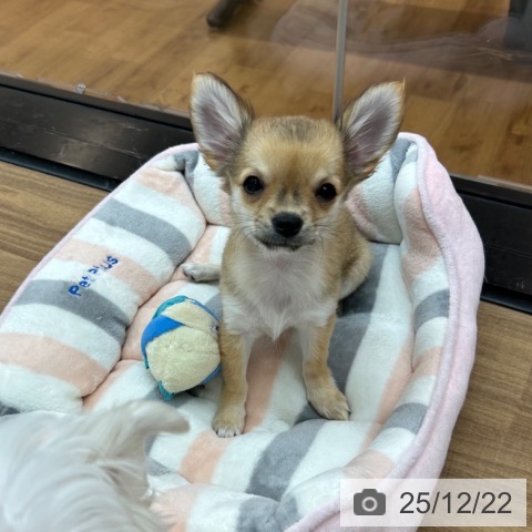 東京都のチワワ(ロング) (ペッツワン 青梅インター店/2025年9月19日生まれ/女の子/フォーン)の子犬の4枚目の画像