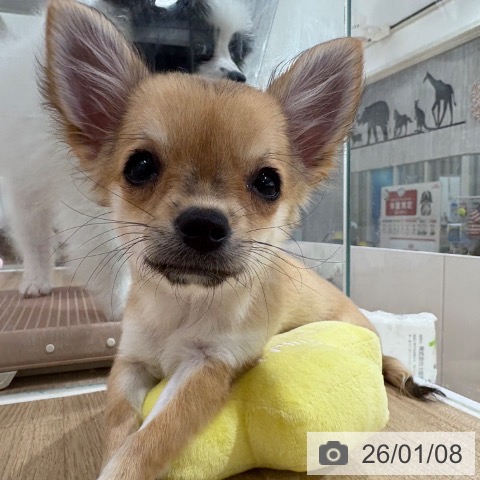 埼玉県のチワワ(ロング) (ペットプラス 所沢店/2025年9月19日生まれ/女の子/フォーン)の子犬の4枚目の画像