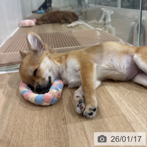 埼玉県のチワワ(ロング) (ペットプラス 所沢店/2025年9月19日生まれ/女の子/フォーン)の子犬の4枚目の画像