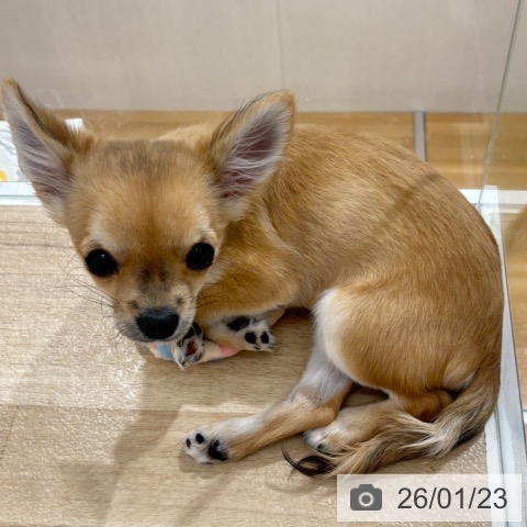 埼玉県のチワワ(ロング) (ペットプラス 所沢店/2025年9月19日生まれ/女の子/フォーン)の子犬の4枚目の画像