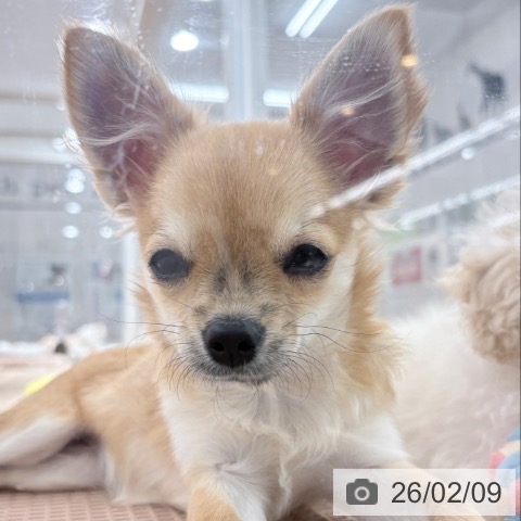 埼玉県のチワワ(ロング) (ペットプラス 所沢店/2025年9月19日生まれ/女の子/フォーン)の子犬の4枚目の画像