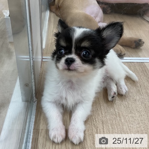 福岡県のチワワ(ロング) (ペットプラス 八幡東店/2025年9月13日生まれ/男の子/ホワイトブラックタン)の子犬の4枚目の画像