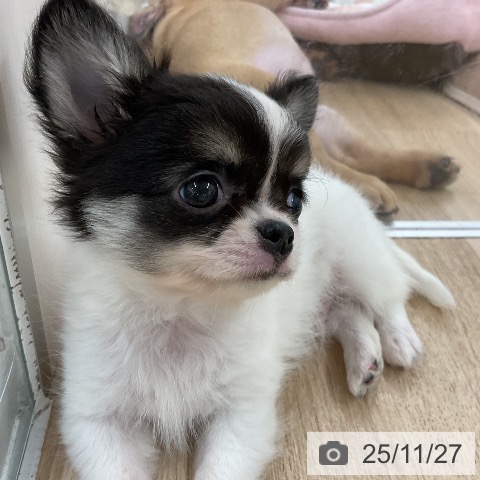 福岡県のチワワ(ロング) (ペットプラス 八幡東店/2025年9月13日生まれ/男の子/ホワイトブラックタン)の子犬の3枚目の画像