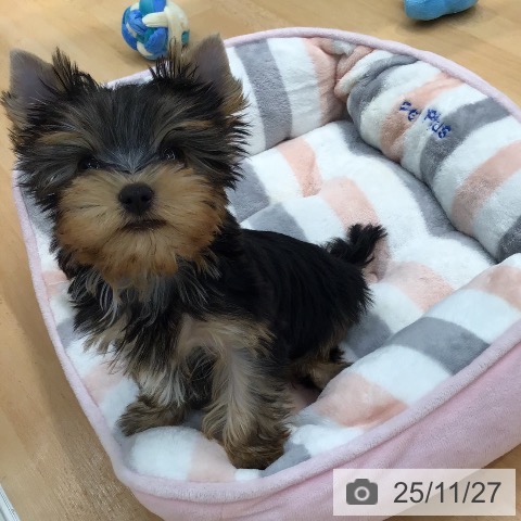 ヨークシャー・テリアの写真