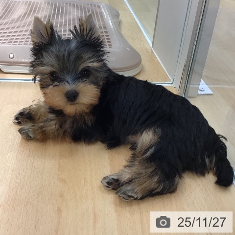 ヨークシャー・テリアの写真