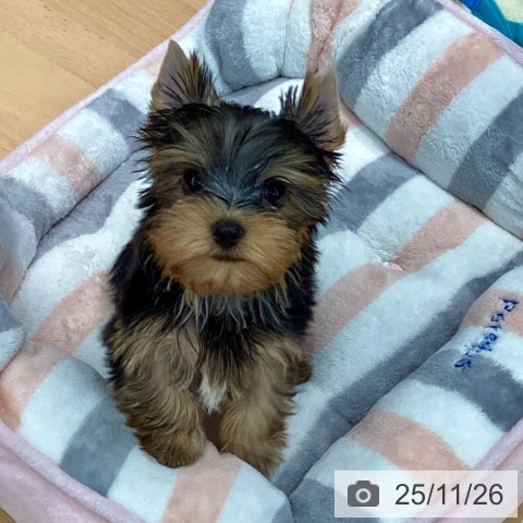 ヨークシャー・テリアの写真