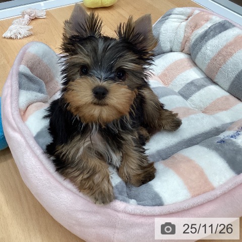 ヨークシャー・テリアの写真