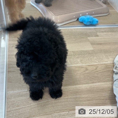 福岡県のトイプードル(トイ) (ペットプラス ららぽーと福岡店/2025年9月21日生まれ/男の子/ブラック)の子犬の4枚目の画像