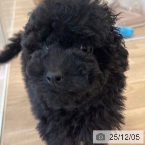 福岡県のトイプードル(トイ) (ペットプラス ららぽーと福岡店/2025年9月21日生まれ/男の子/ブラック)の子犬の3枚目の画像