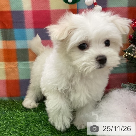 マルチーズの写真