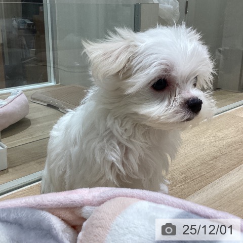 マルチーズの写真