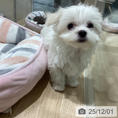 マルチーズの写真