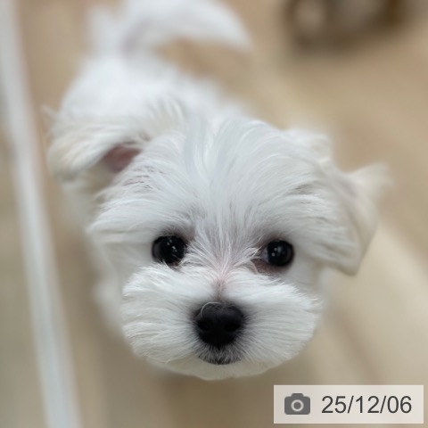 神奈川県のマルチーズ (ペットプラス 相模原並木店/2025年9月21日生まれ/女の子/ホワイト)の子犬の4枚目の画像