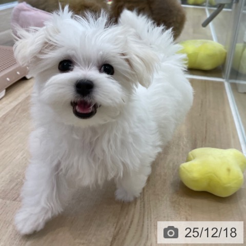 神奈川県のマルチーズ (ペットプラス 相模原並木店/2025年9月21日生まれ/女の子/ホワイト)の子犬の4枚目の画像