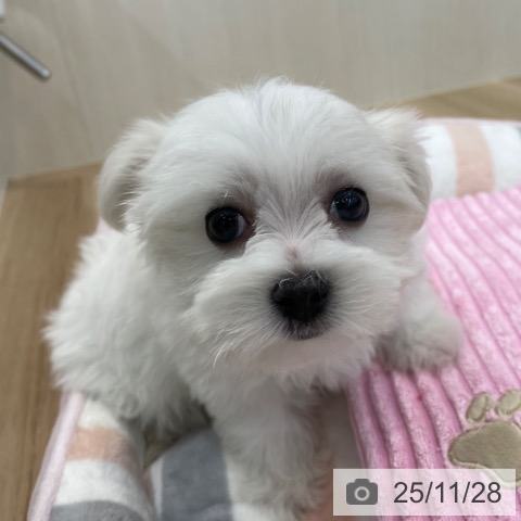 マルチーズの写真