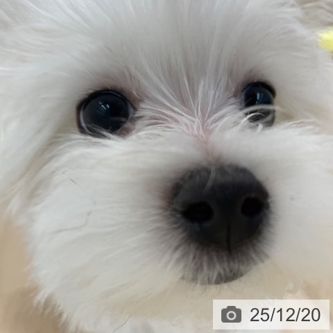 神奈川県のマルチーズ (ペットプラス 相模原並木店/2025年9月21日生まれ/女の子/ホワイト)の子犬の4枚目の画像