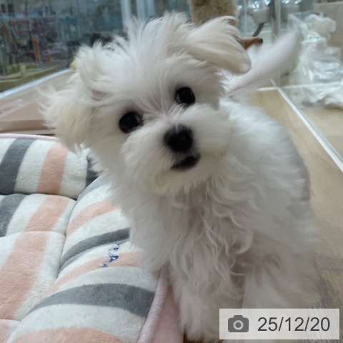 神奈川県のマルチーズ (ペットプラス 相模原並木店/2025年9月21日生まれ/女の子/ホワイト)の子犬の3枚目の画像