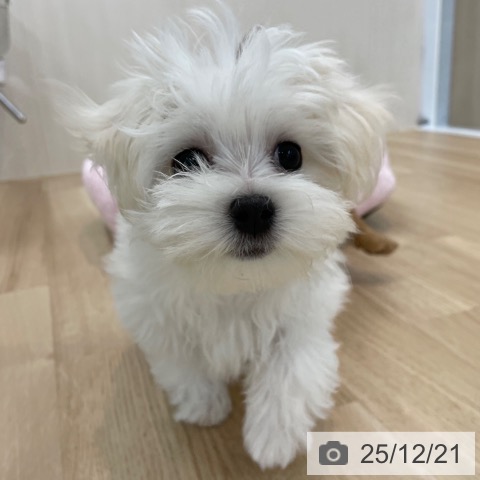 神奈川県のマルチーズ (ペットプラス 相模原並木店/2025年9月21日生まれ/女の子/ホワイト)の子犬の3枚目の画像