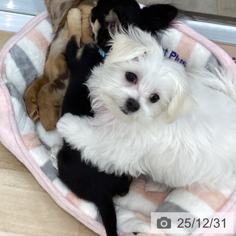 神奈川県のマルチーズ (ペットプラス 相模原並木店/2025年9月21日生まれ/女の子/ホワイト)の子犬の3枚目の画像