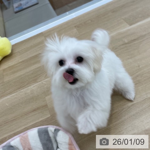 神奈川県のマルチーズ (ペットプラス 相模原並木店/2025年9月21日生まれ/女の子/ホワイト)の子犬の3枚目の画像