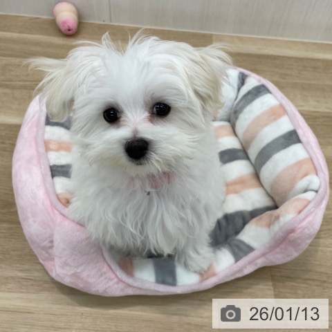 神奈川県のマルチーズ (ペットプラス 相模原並木店/2025年9月21日生まれ/女の子/ホワイト)の子犬の4枚目の画像