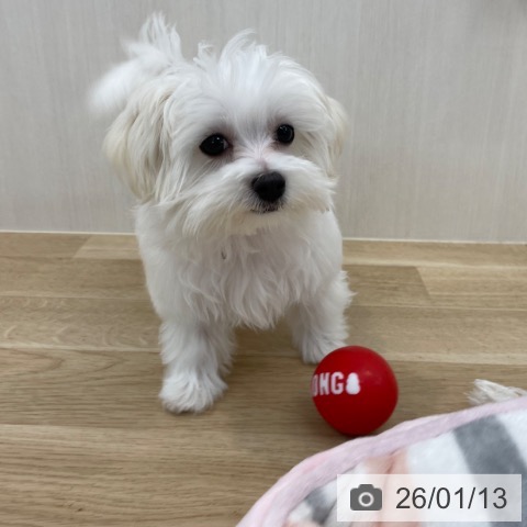 神奈川県のマルチーズ (ペットプラス 相模原並木店/2025年9月21日生まれ/女の子/ホワイト)の子犬の3枚目の画像