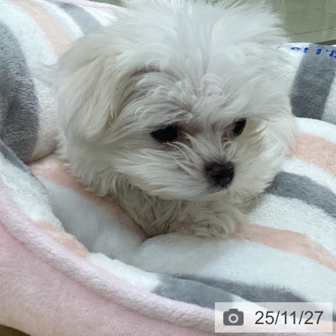 マルチーズの写真