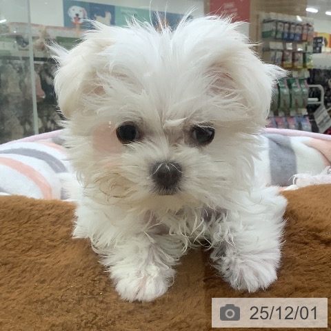 埼玉県のマルチーズ (ペットプラス 羽生店/2025年9月21日生まれ/女の子/ホワイト)の子犬の4枚目の画像