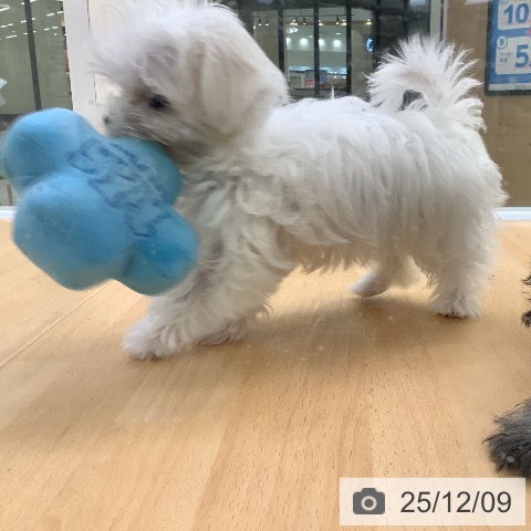 埼玉県のマルチーズ (ペットプラス 羽生店/2025年9月21日生まれ/女の子/ホワイト)の子犬の3枚目の画像