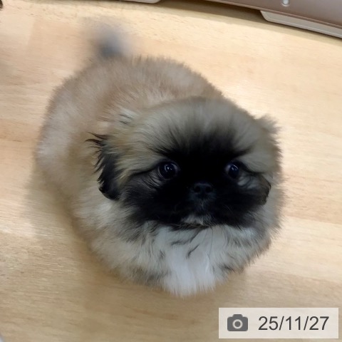 熊本県のペキニーズ (ペットプラス 熊本店/2025年9月24日生まれ/女の子/フォーン)の子犬の4枚目の画像