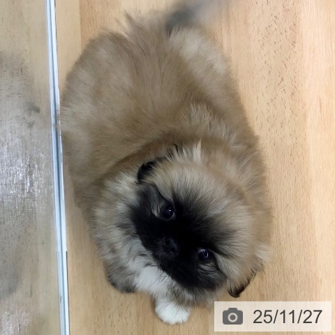 熊本県のペキニーズ (ペットプラス 熊本店/2025年9月24日生まれ/女の子/フォーン)の子犬の3枚目の画像