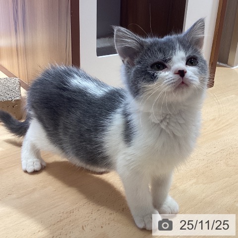 ブリティッシュショートヘアの写真