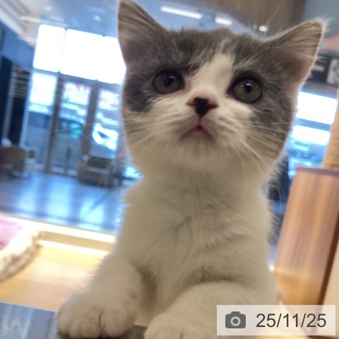 ブリティッシュショートヘアの写真