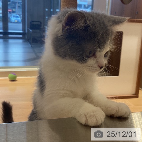 ブリティッシュショートヘアの写真