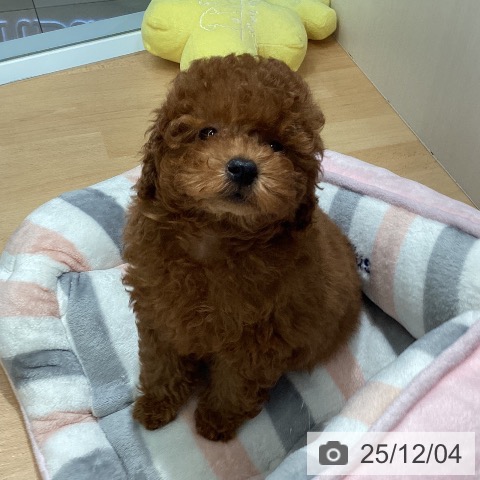 熊本県のトイプードル(トイ) (ペットプラス 熊本店/2025年9月25日生まれ/男の子/レッド)の子犬の3枚目の画像