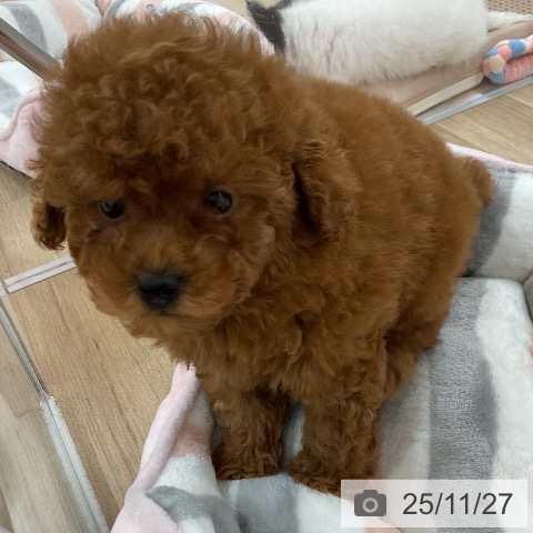 トイ・プードルの写真