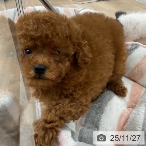 トイ・プードルの写真