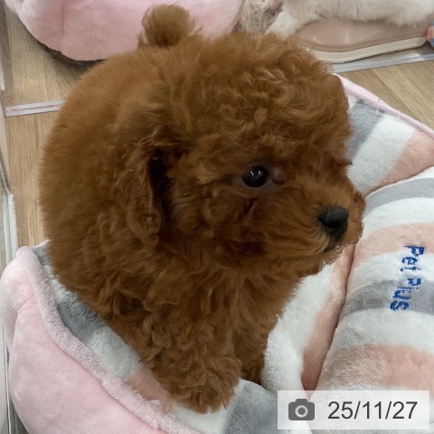 トイ・プードルの写真