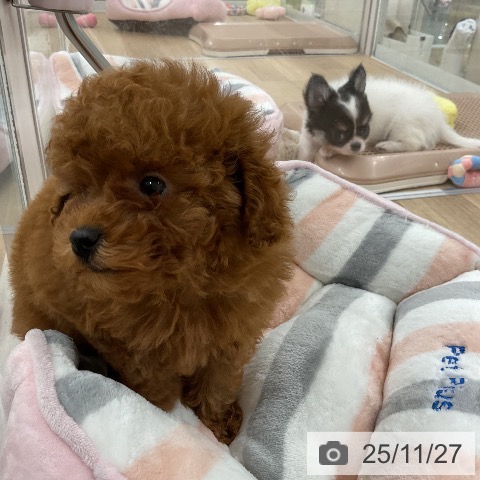 トイ・プードルの写真