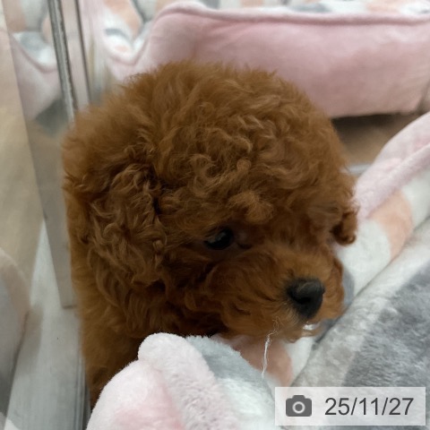 トイ・プードルの写真