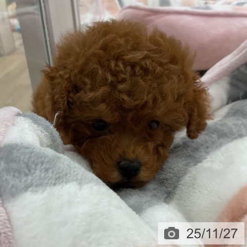 トイ・プードルの写真