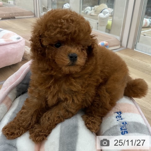 トイ・プードルの写真