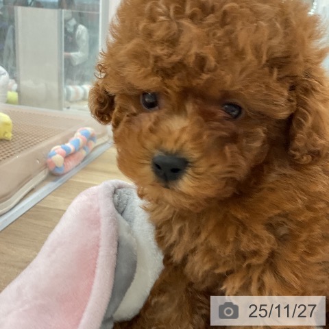 トイ・プードルの写真