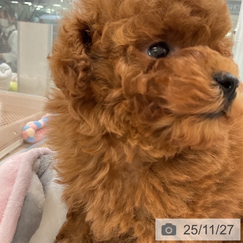 トイ・プードルの写真