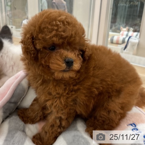 トイ・プードルの写真