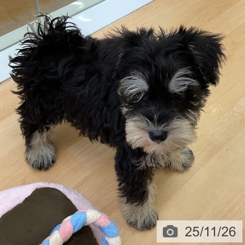 福岡県のミニチュアシュナウザー (ペットプラス 福岡店/2025年9月23日生まれ/男の子/ブラックシルバー)の子犬の4枚目の画像