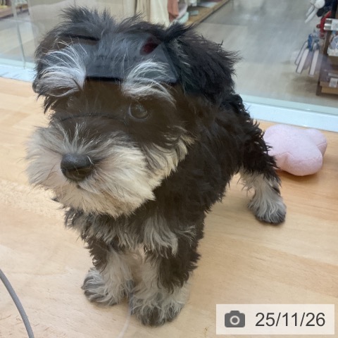 福岡県のミニチュアシュナウザー (ペットプラス 福岡店/2025年9月23日生まれ/男の子/ブラックシルバー)の子犬の3枚目の画像
