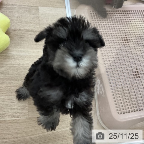 ミニチュア・シュナウザーの写真