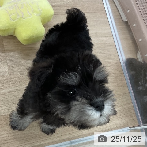 ミニチュア・シュナウザーの写真